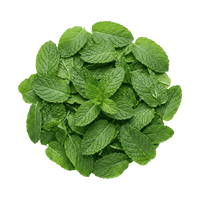 Spearmint Leaf